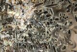Polished Turkish Stick Agate Slab - Turkey #207954-2